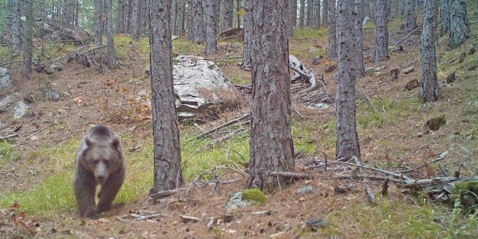 Çanakkale’de Yaban Hayatı Fotokapanla Görüntülendi