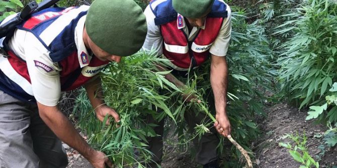 Tarlada Kenevir Operasyonu