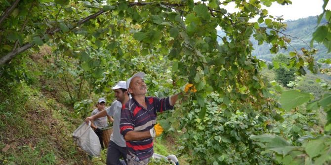 Karadeniz’de Fındık Hasadı Başladı