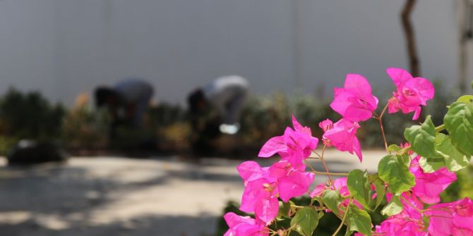 Bodrum’da Çevre Düzenleme Çalışmaları Sürüyor