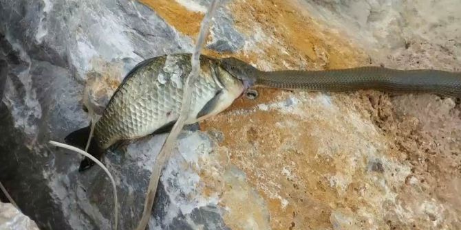 Yılana Av Olmaktan Kurtulan Sazan Balığının Zor Anları