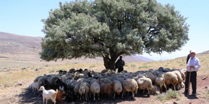 İha’nın Haberi Üzerine Harekete Geçildi