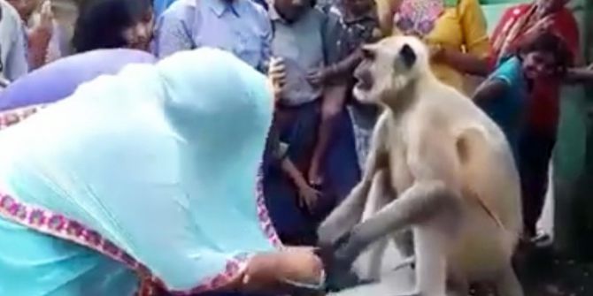 Maymundan Medet Uman Hindistanlılar Birbirleriyle Yarıştı