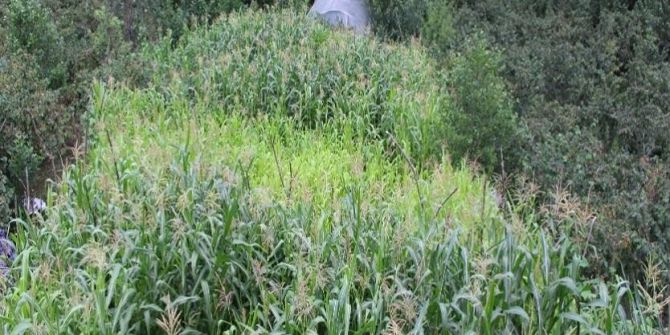 Mısır Tarlasında Hint Keneviri Ele Geçirildi