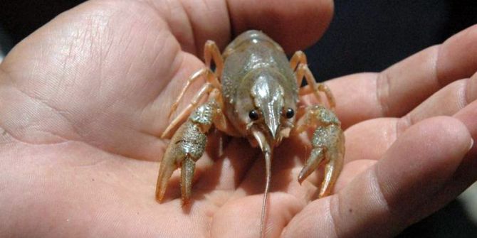 Türkiye’de 15 Lira Olan Kerevit İsveç’te 110 Lira