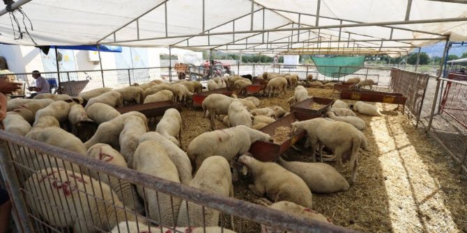 Kurbanlık Fiyatlarında Üreticiyle Tüketicinin Arası Bulunacak