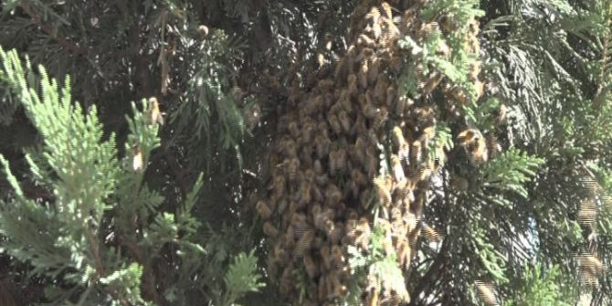 Şehri Arılar Bastı