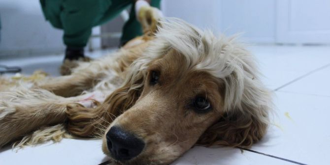 Terkedilen Köpeğin Kırık Kemiği Ameliyatla İyileştirildi