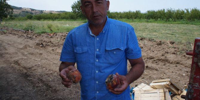 Tonlarca Şeftali Çöpe Dökülüyor