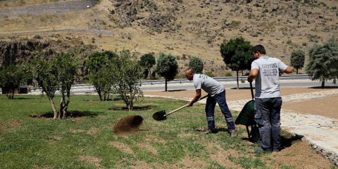 Karşıyaka’da 30 Yıllık Zeytin Ağaçları Toprakla Buluştu