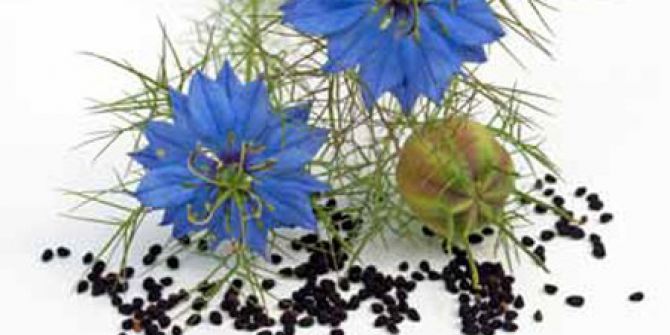 Çörek Otunun Bilinmeyen Faydaları