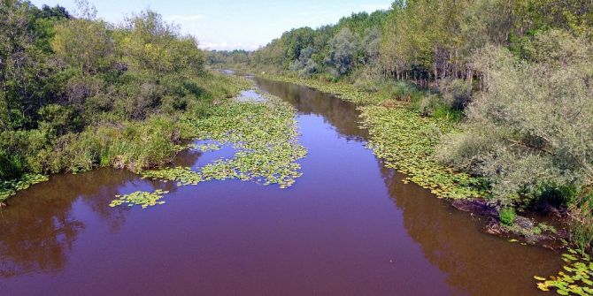 Acarlar Longozu’nda, Nilüferler Çiçek Açtı