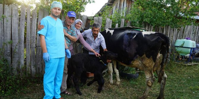 109 Kilo Ağırlığında Doğan Buzağı Görenleri Şaşırttı