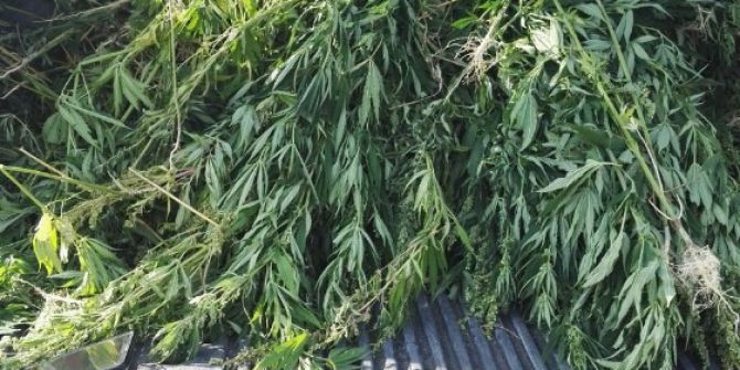 Çanakkale’de Hint Keneviri Operasyonu