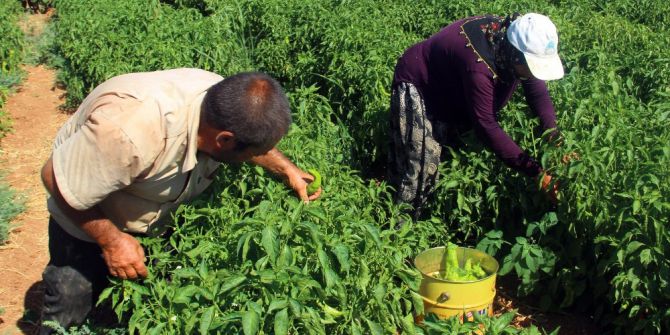 Şanlıurfa’da İsot Hasadı Başladı