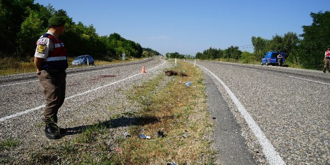 Aracın Çarptığı Ayı Telef Oldu