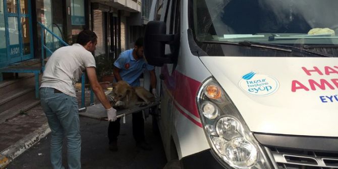 Eyüp’te Arabanın Çarptığı Köpek Tedavi Altına Alındı