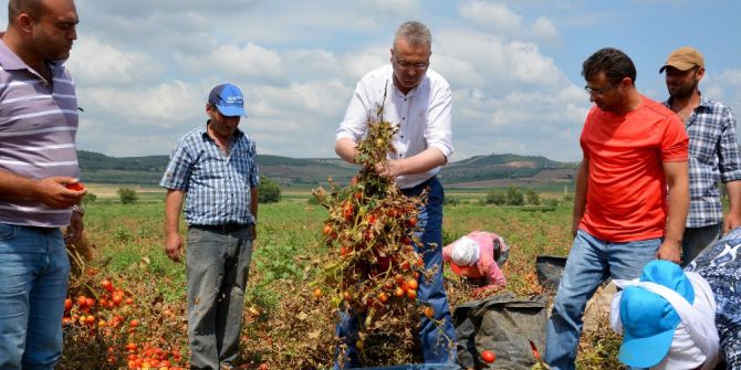 Karacabey Ovasında Domates Hasadı Başladı