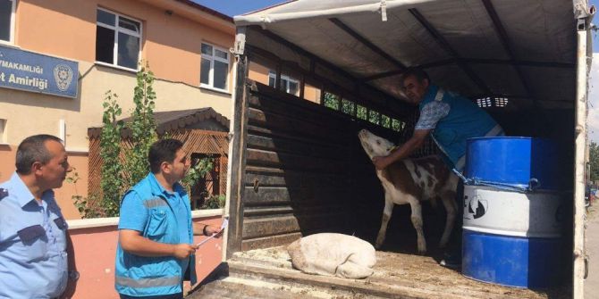 Hayvan Sevklerinde Denetimler Sıklaştırıldı