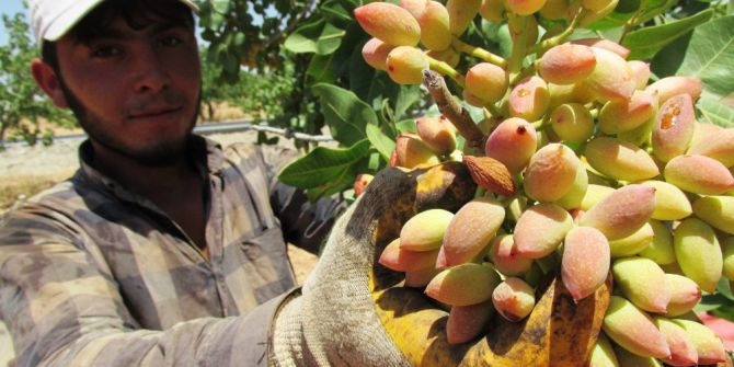 Gaziantep’te Fıstık Hasadı Başladı