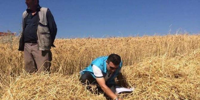 Müdür Tacettin Işık: Hedefimiz En Az Kayıpla Hasat Yapmak