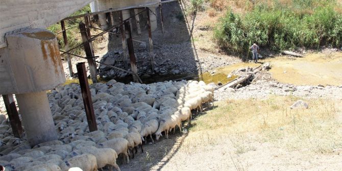 Sakarya Nehri Kurudu Hayvanlar Telef Oldu
