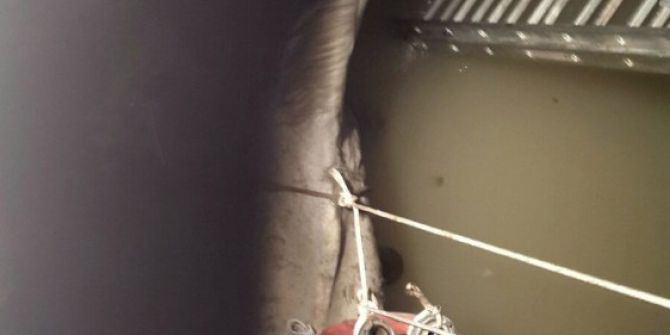 Gölbaşı’nda Kuyuya Düşen Atı İtfaiye Kurtardı