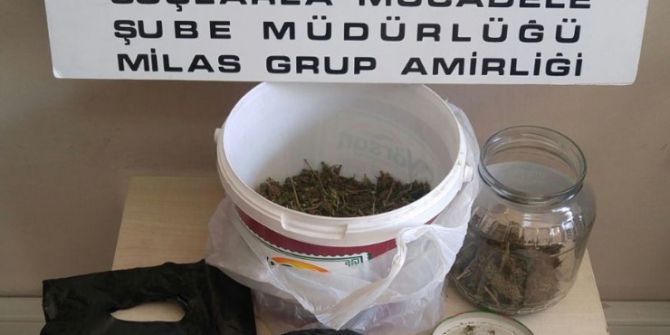 Milas’ta Torbacılara Operasyon: 2 Gözaltı