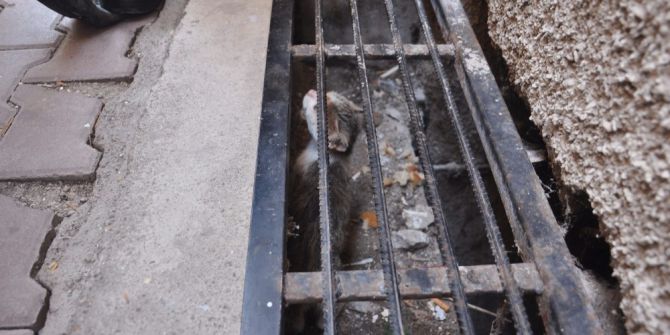 Apartmanın Gider Mazgallarında Mahsur Kalan Kediyi İtfaiye Kurtardı