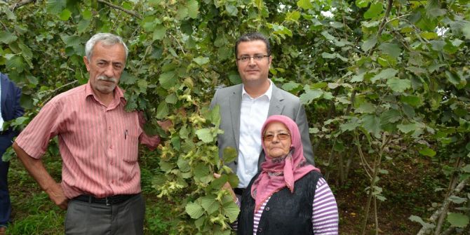 Fındıkta Örnek Bahçelerin Verimi Arttı