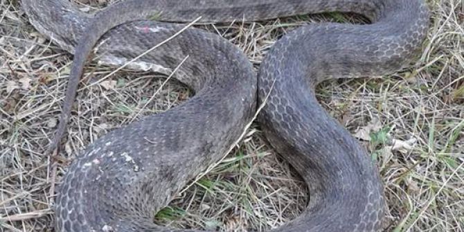 Hopa Engereği Korkuttu