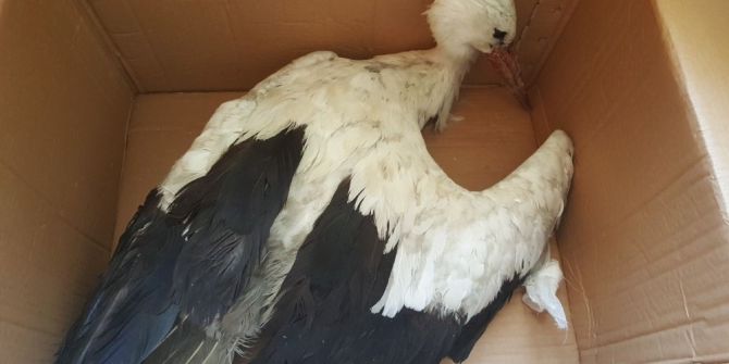 Yaralı Bulunan Leylek Tedavi Altına Alındı