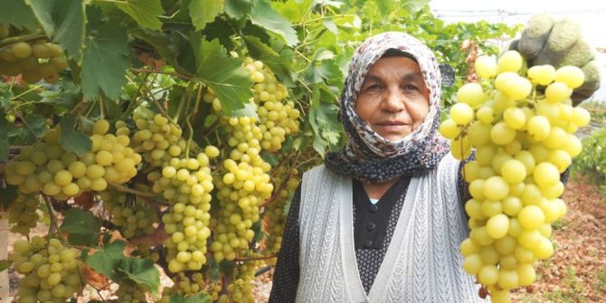 Sarıgöl’de Üzüm Hasadına Başlandı