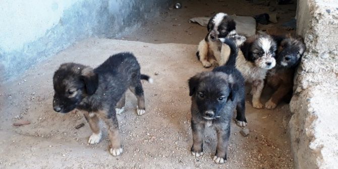 7 Tane Yavru Köpeği Çuvalla İnşaata Attılar