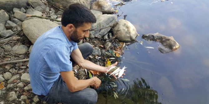 Büyük Melen’de Yüzlerce Balık Karaya Vurdu