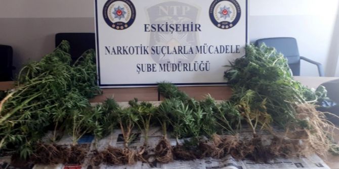 Saksıda Hint Keneviri Yetiştirmiş