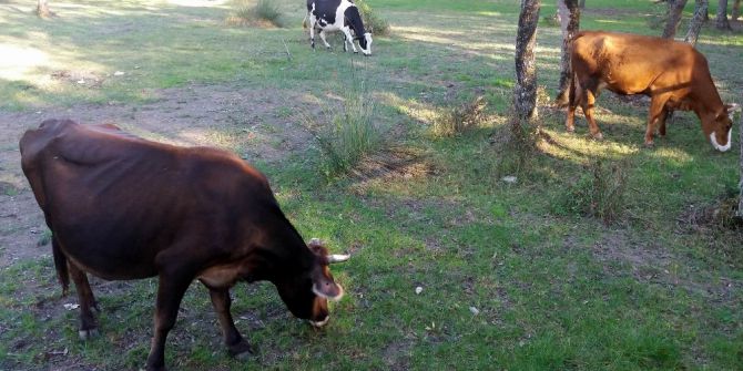 Besicilerden ‘Kurban Hissesi’ Uyarısı