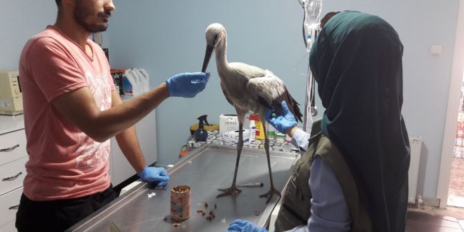 Yaralı Leylek Tedavi Edildi