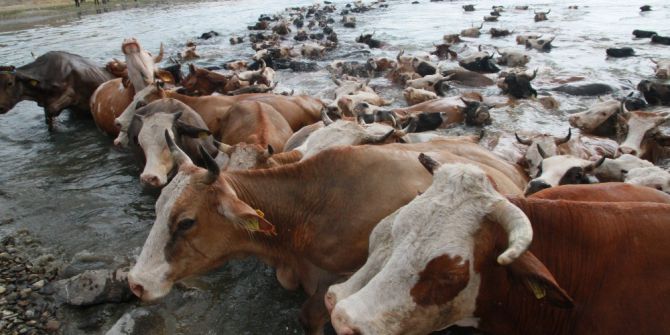 Murat Nehri’nde Kaybolan Nişanlı Kızın Cesedi Bulundu