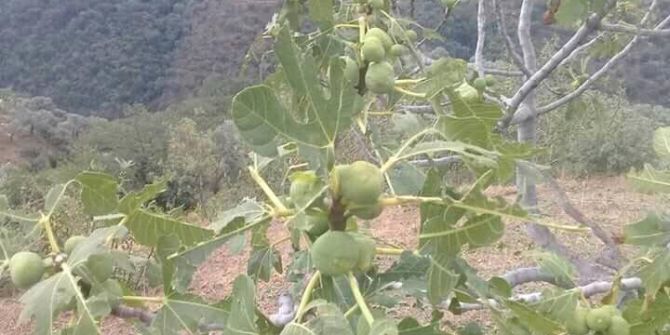 Sultanhisar’da Dolu Üreticiyi Perişan Etti