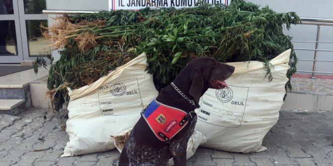 Ormanı Uyuşturucu Tarlasına Çevirdiler