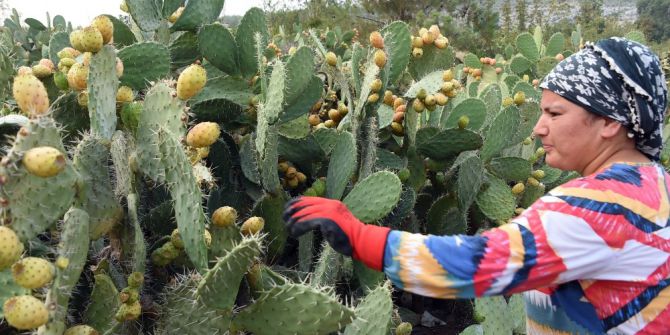 Dikenli İncirin Geleceği Tanıtımda