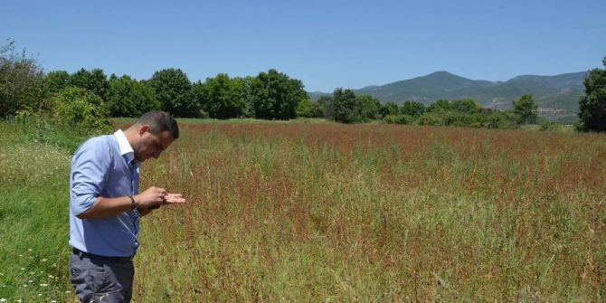 Simav’da ’Kara Buğday’ Hasadı Başladı