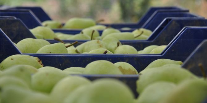 İnegöl’de Armut Hasadı Başladı