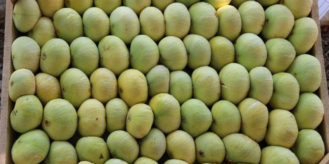 Mut’ta İncir Altın Yılını Yaşıyor