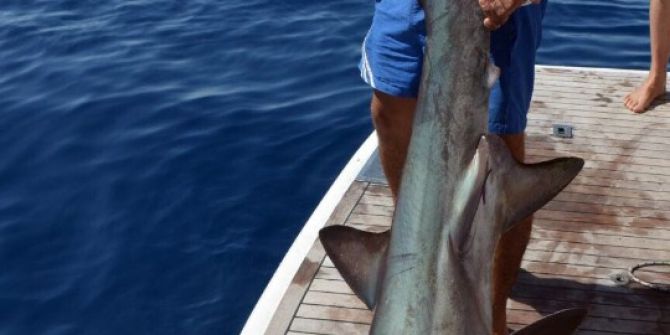 Antalya’da 5 Metrelik Köpek Balığı Oltaya Takıldı