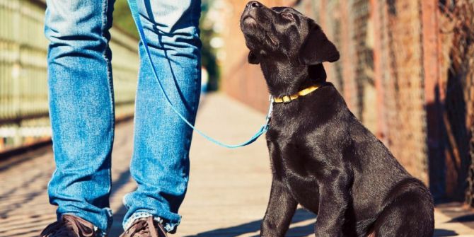 Abd’de Fino Köpeği 10 Yaşındaki Sahibini Kaçırılmaktan Kurtardı
