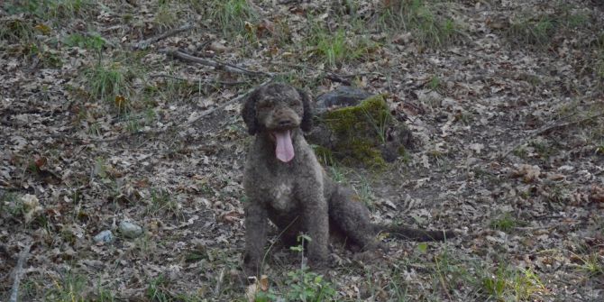 Kralların Yiyeceği Siyah Elması ‘Arthur’ Buldu
