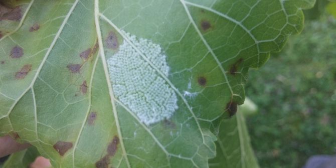 Amerikan Beyaz Kelebeğine Karşı Biyolojik Mücadele