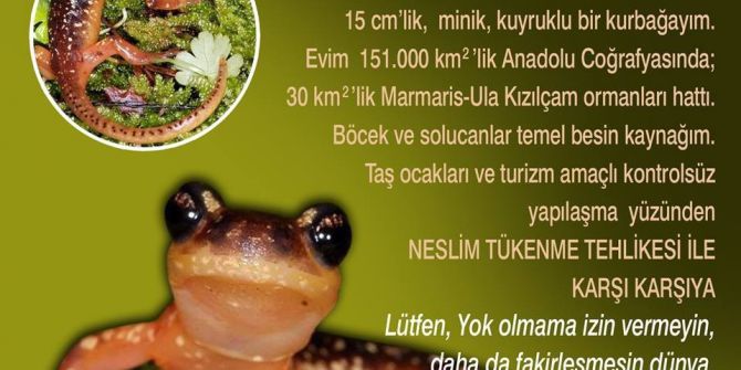 Marmaris Semenderi’nin Nesli Tükenmesin